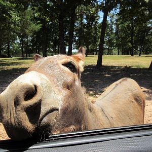 Drive-Through Safari
