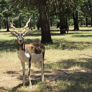 Drive-Through Safari