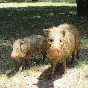Drive-Through Safari
