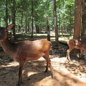 Drive-Through Safari