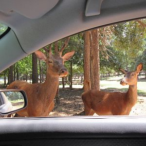 Drive-Through Safari