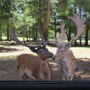 Drive-Through Safari