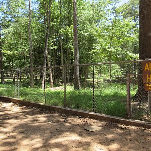 Drive-Through Safari - American Alligator Exhibit