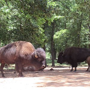 Drive-Through Safari