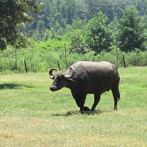 Drive-Through Safari
