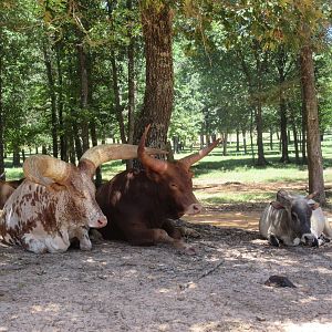 Drive-Through Safari