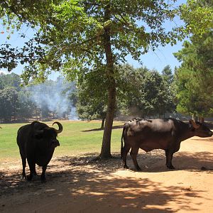 Drive-Through Safari
