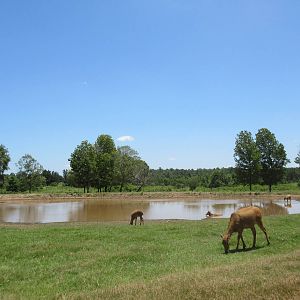 Drive-Through Safari