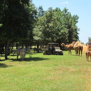 Drive-Through Safari