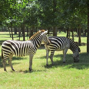 Drive-Through Safari
