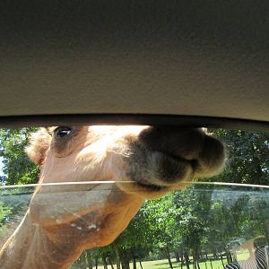 Drive-Through Safari