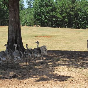 Drive-Through Safari