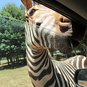Drive-Through Safari