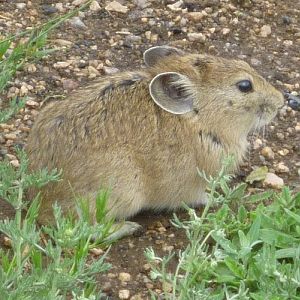 Pika (Ochotona) - which species?