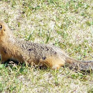 Spermophilus sp. - wild, Mongolia