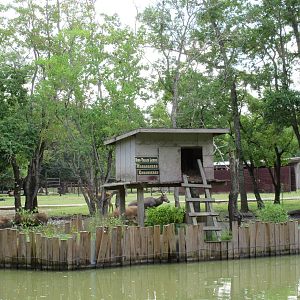 Ring-Tailed Lemur Exhibit - dreadful!