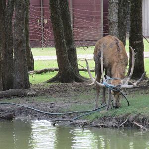 Tangled with a water hose?