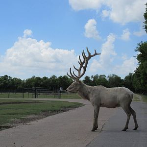White Elk