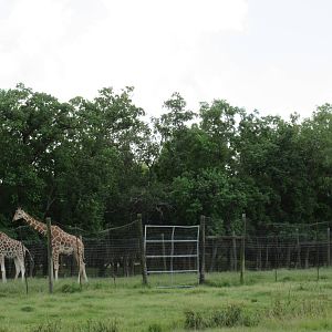 Giraffe Exhibit