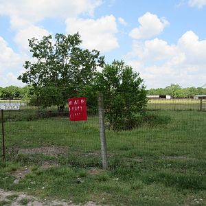 Red Kangaroo Exhibit