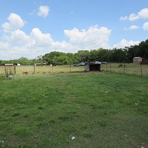 Miniature Horse Exhibit