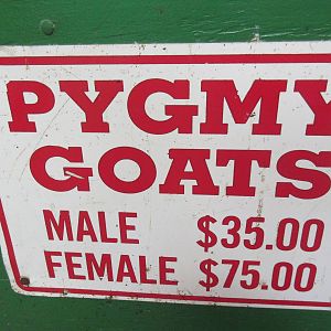 Pygmy Goats - For Sale!
