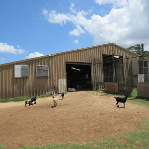 Giraffe/Goat Barn - Exterior