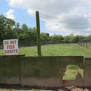 Giraffe Exhibit (with a hole so they can escape!)