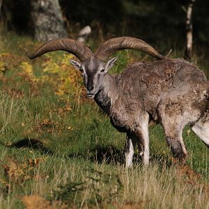 Bharal (Pseudois nayaur)