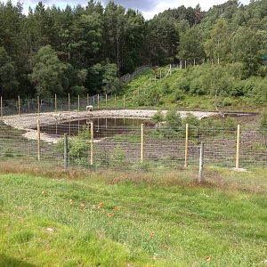 Victoria's enclosure