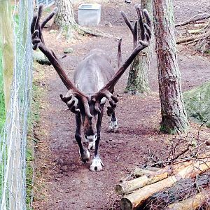 European forest reindeer