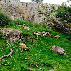 Part of the markhor herd