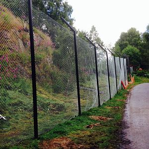Snow leopard cliff face enclosure works