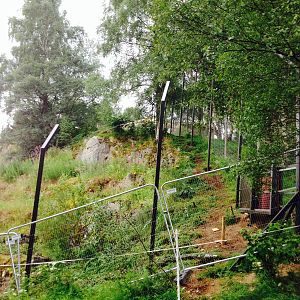 Snow leopard cliff face enclosure works