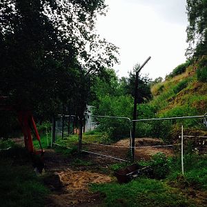 Snow leopard cliff face enclosure works