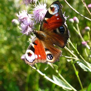 Peacock butterfly (Aglais io)