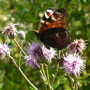 Peacock butterfly (Aglais io)