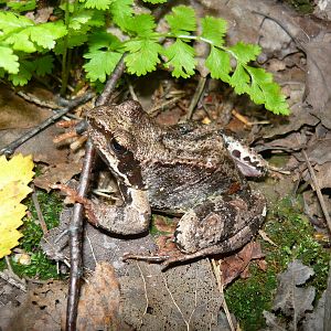 Common frog (Rana temporaria)