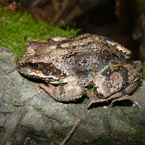 Common frog (Rana temporaria)