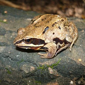 Moor frog (Rana arvalis)