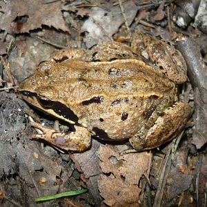 Moor frog (Rana arvalis)