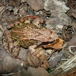 Common frog (Rana temporaria)