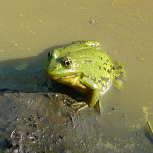 Pool frog (Pelophylax lessonae)