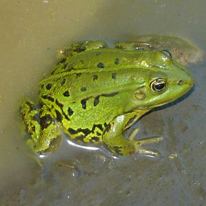 Pool frog (Pelophylax lessonae)