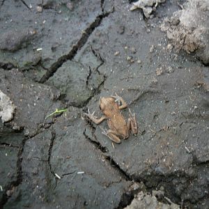 Common toad (Bufo bufo) toadlet