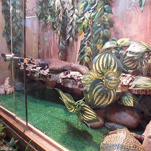 Uromastyx Enclosure