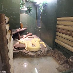 Burmese Python Enclosure