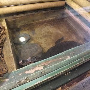 Cuvier's Dwarf Caiman