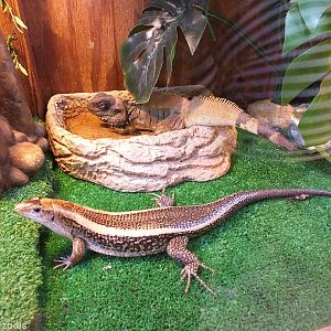 Two Lizards in Mixed Species Enclosure. Water Dragon and Gerrhosaurus nigro