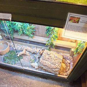 Corn Snake Enclosure